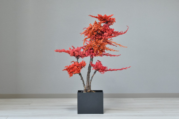 三BONSAI ￨ DRY BONSAI（ドライ盆栽）